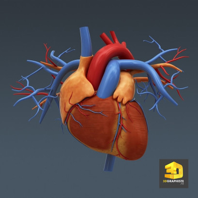 graphiste 3d médical illustration du cœur