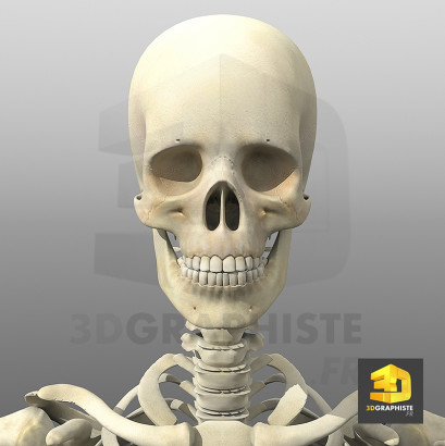 Illustration medicale - crane humain - squelette
