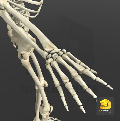 Illustration medicale - os de la main - squelette-3d