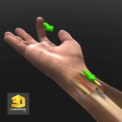 Infographie 3D médicale - tendons main