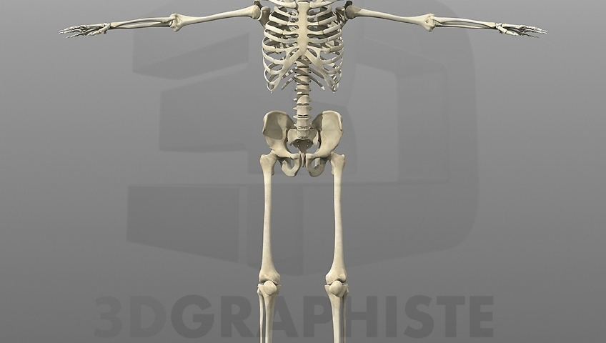 Squelette humain