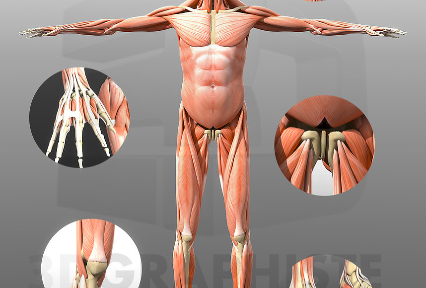 Le corps humain 3d graphiste - Visualisation 3D de l'Anatomie