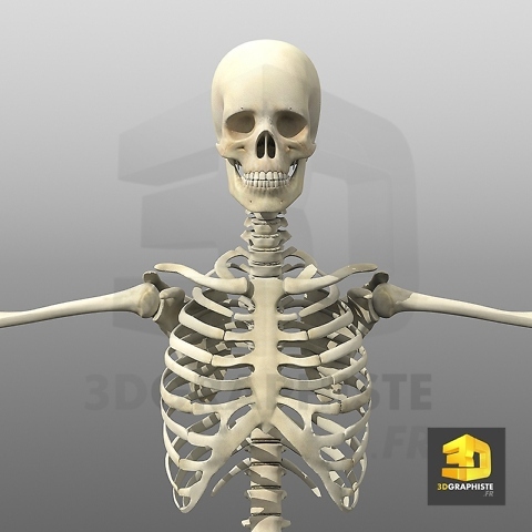 Modelisation 3d - squelette humain