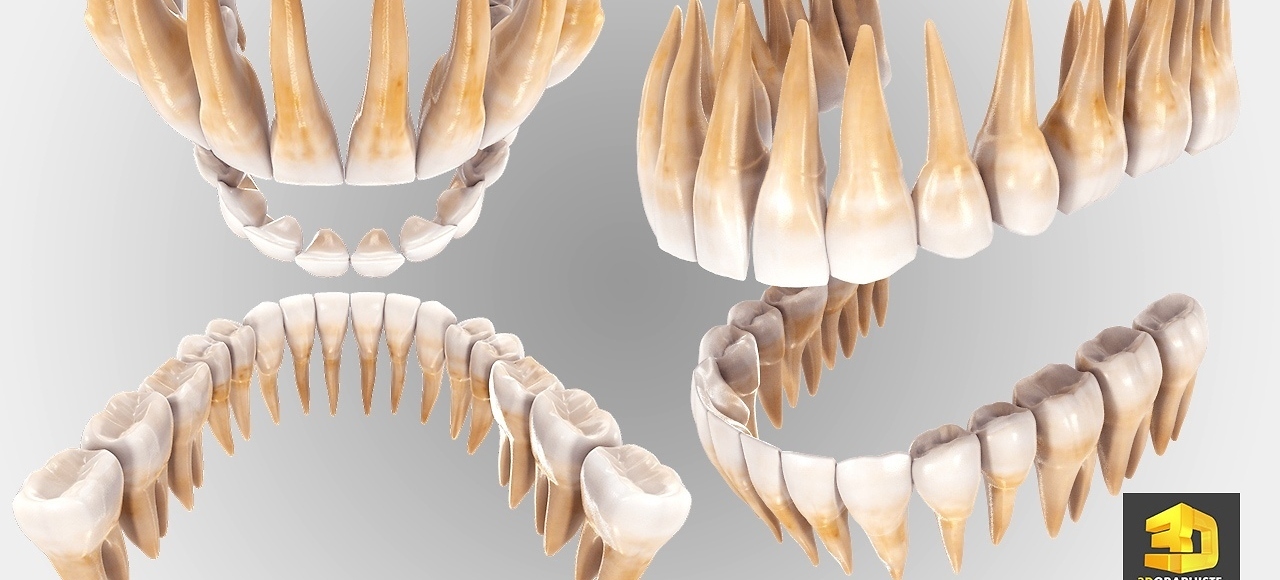 Dentition dents en 3D