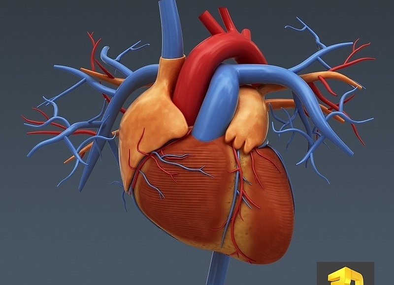 graphiste 3d medical illustration du coeur