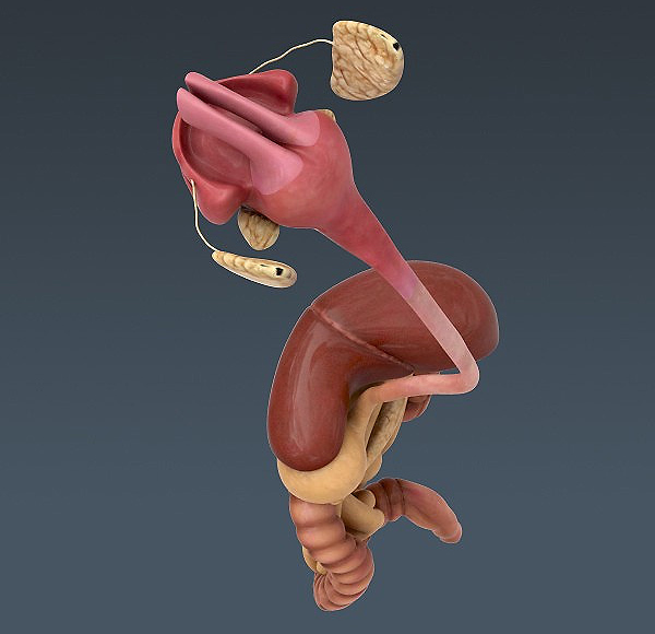 Illustration médicale - Le tube digestif
