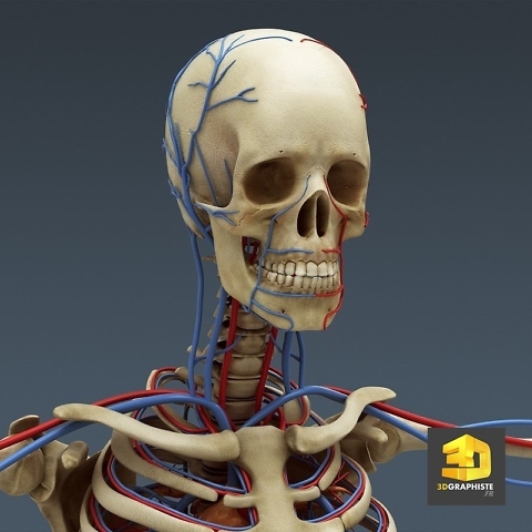 illustration 3D Médicale - le système arteriel