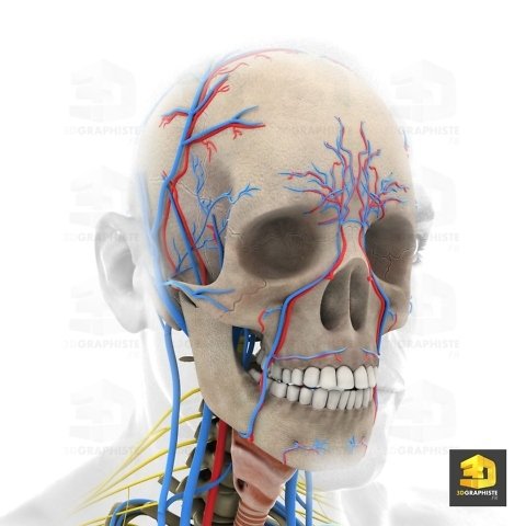 illustration 3d médicale - systeme nerveux facial